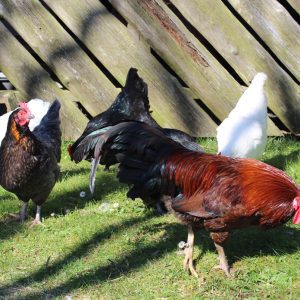 snurrevarden_innlegg